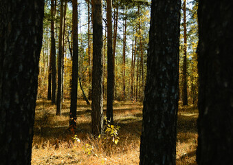 Obraz premium View of the autumn sunny landscape in the forest between tree trunks in the shade