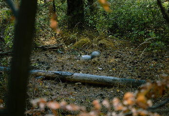 Wild fluffy gray squirrel in the dense thicket of the forest