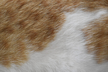 Cat fur texture background. Orange or ginger and white cat coat background.	
