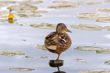 A female Mallard stands on the right foot on a wooden stick in the water on a summer evening.