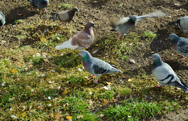 A gray dove stands on the ground among many other doves