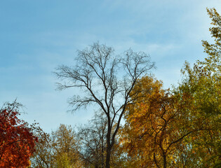 A leafless tree surrounded by colorful foliage of autumn trees