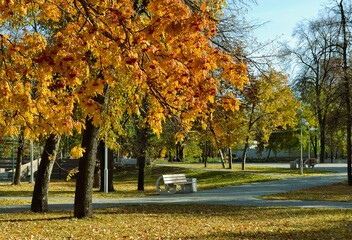 A lonely bench and an orange rowan tree in an fall park. A sunny autumn landscape