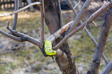 an old rusty garden saw on the branches of a tree has overwintered since last year.