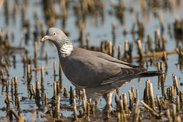 Common Wood Pigeon (Columba palumbus) standing in a mowed Reed collar