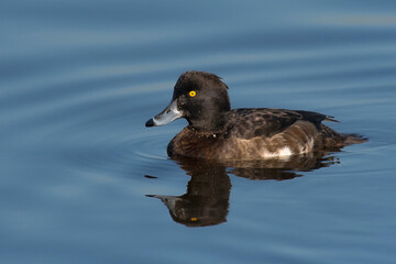 Tufted Duck (Aythya fuligula) female swimming in water of a lake