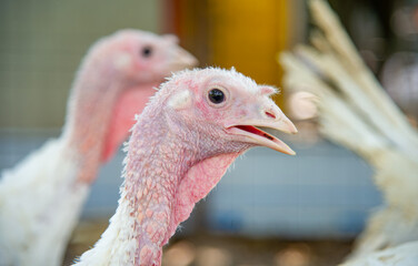 Close-up portrait of a turkey