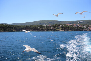 White gulls in flight over the sea on a sunny summer day, the island of Hvar on the horizon