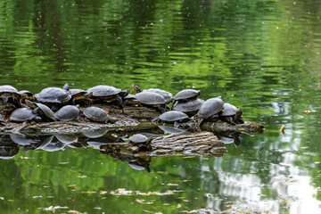 Small turtles with a black shell on a log in a lake