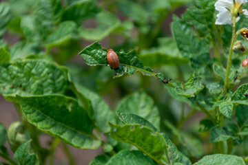 Colorado potato beetle destroys a potato plantation