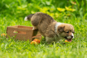 Obraz premium A Welsh corgi puppy plays on a green lawn in summer