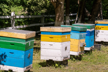 Many set of wooden beehive in the spring garden in the apiary to collect honey. Row of colorful beehives on a small enclosed area