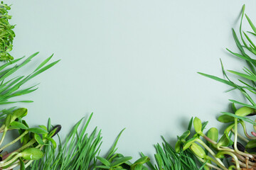 A frame of microgreen oats, sunflower, alfalfa and wheat with copy space