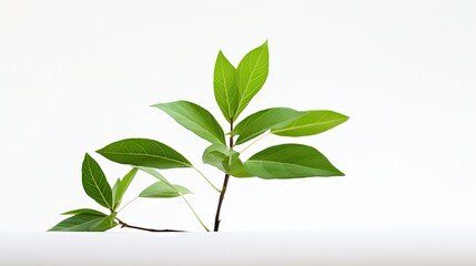 Obraz premium a plant with green leaves on a white surface with a white background. generative ai