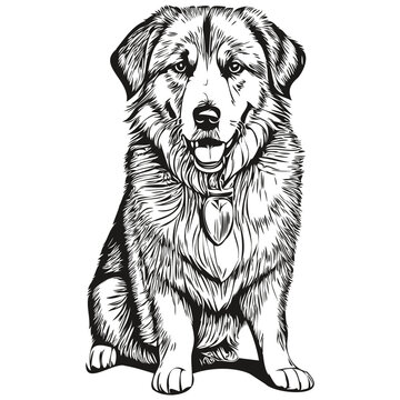 Anatolian Shepherd dog hand drawn logo drawing black and white line art pets illustration