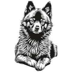 Schipperke dog vector face drawing portrait, sketch vintage style transparent background
