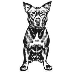 Staffordshire Bull Terrier dog line illustration, black and white ink sketch face portrait in vector