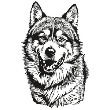 Malamute dog realistic pencil drawing in vector, line art illustration of dog face black and white realistic breed pet
