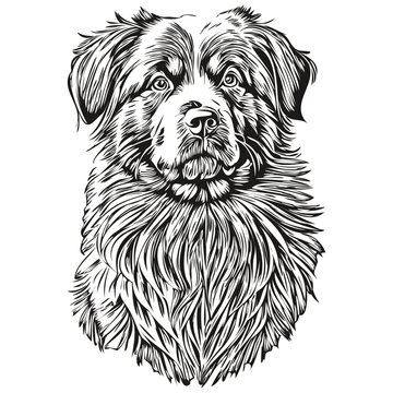 recommend clip art: Newfoundland dog outline pencil drawing artwork, black character on white background realistic breed pet