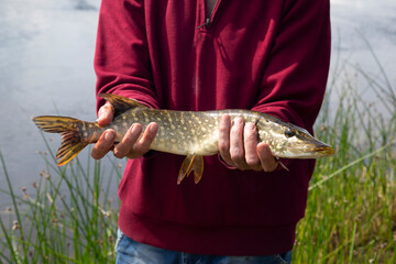 Pike fish in the hands of an angler.Pike fishing on the river.