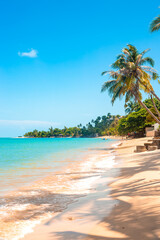 vertical landscape. Tall coconut palms on the sea coast with a sandy beach. Travel and tourism