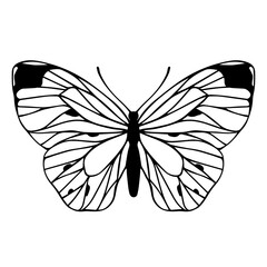 Sketch of a decorative butterfly, night moth.Vector graphics.