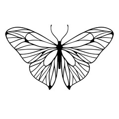 Sketch of a decorative butterfly, night moth.Vector graphics.
