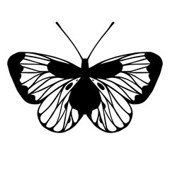 Sketch of a decorative butterfly, night moth.Vector graphics.