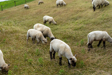 Schafe am Seedeich