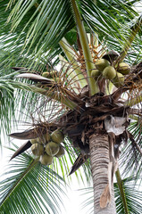 coconut palm tree