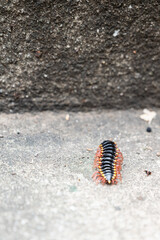 close up of a centipede 