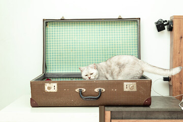 Curious British white cat in an old vintage suitcase.