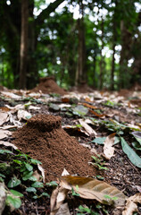 Ant colony in the forest