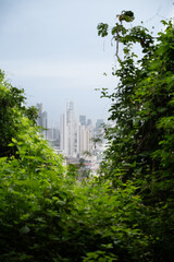 landscape with trees