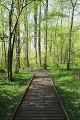 Obraz premium path in the forest