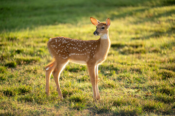 Backlit white-tailed deer fawn