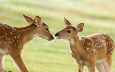 Two whitetailed deer fawns
