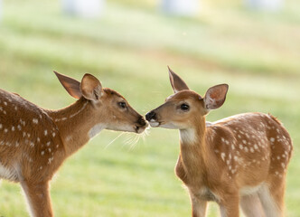 Two whitetailed deer fawns