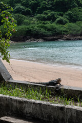 Iguana on the wall by the beach