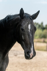 Obraz premium horse portrait looking pretty