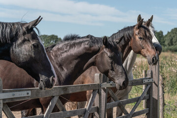 Horses meeting each other over the gate for the first time black horses paddock paradise