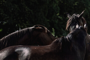 Horse living in a paddock paradise freedom portrait beautiful equine 