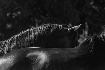Horse living in a paddock paradise freedom portrait beautiful equine ears fine art black and white