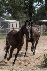 Obraz premium Horse living in a paddock paradise freedom portrait beautiful equine 