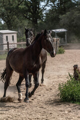 Obraz premium horse living in paddock paradise free