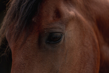 horse living in paddock paradise free eye close up