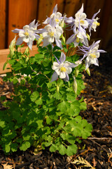 Spring flowering Columbine perennial hybrid Light Blue & White in a garden with sun