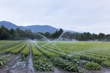 A landscape of nursery filed of young baby grapevines while overhead sprinklers provide irrigation...