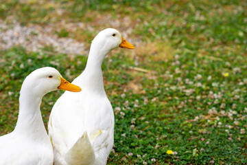 Two white geese on green grass looking away. Place for text.