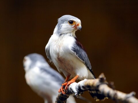 The pygmy falcon (Polihierax semitorquatus) or African pygmy falcon is a bird of prey native to eastern and southern Africa.  Falconidae family.